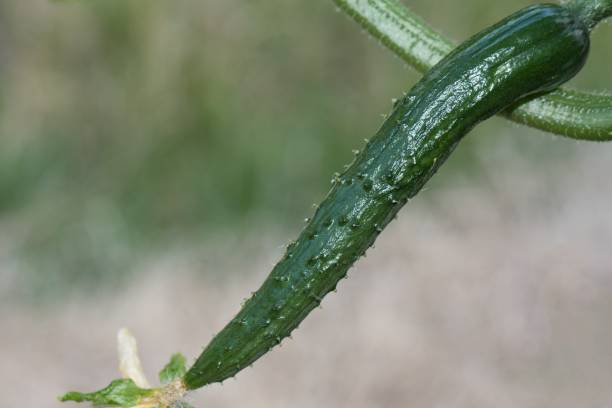 تصویر 3 از قیمت خرید خیار قلمی بوته ای + فروش ویژه